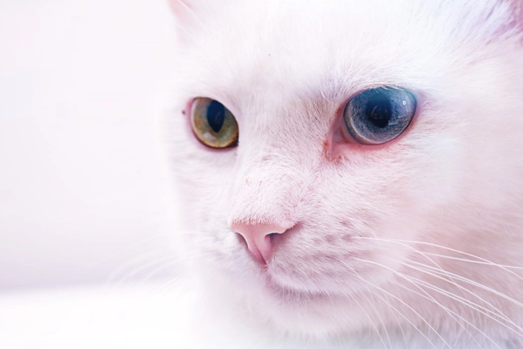 White cat