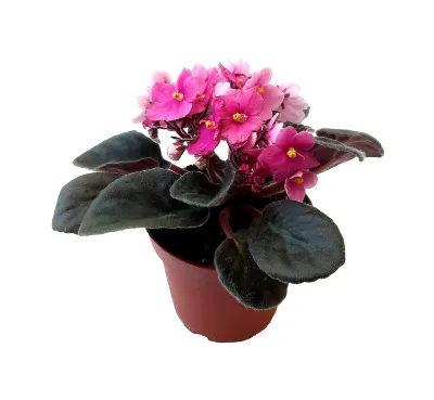 African violets