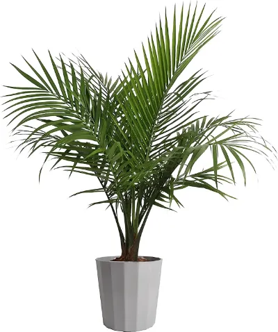 Areca palm