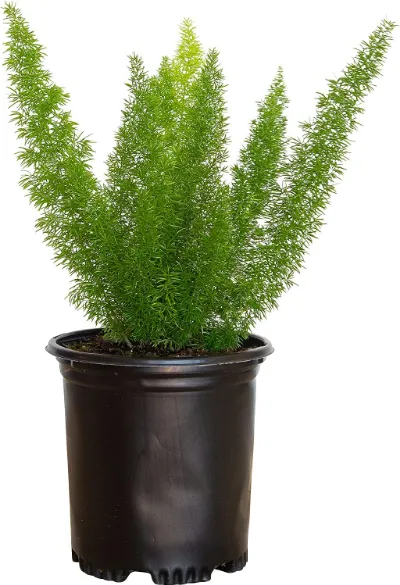 Asparagus Fern