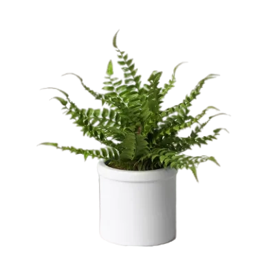 Boston fern