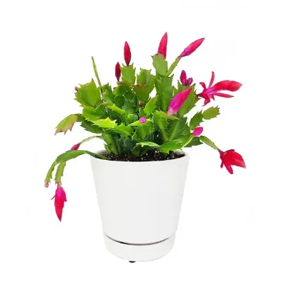 Christmas Cactus