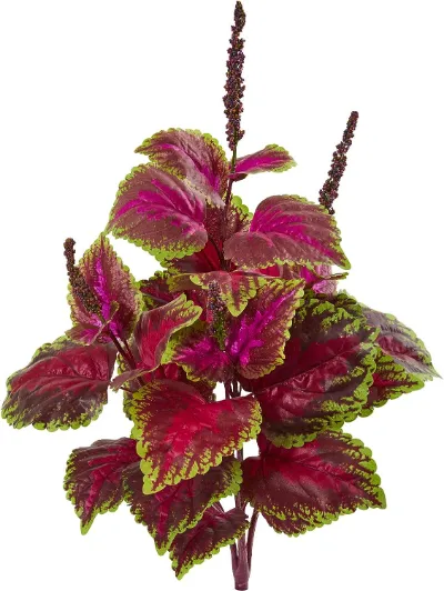 Coleus