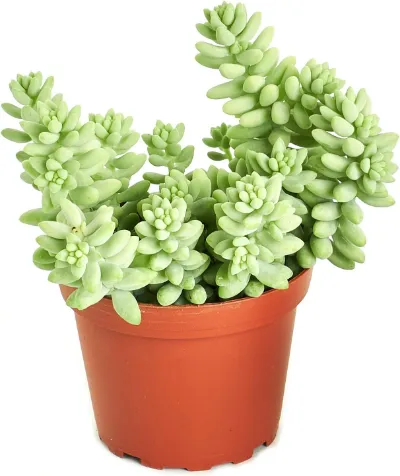 Burro's tail