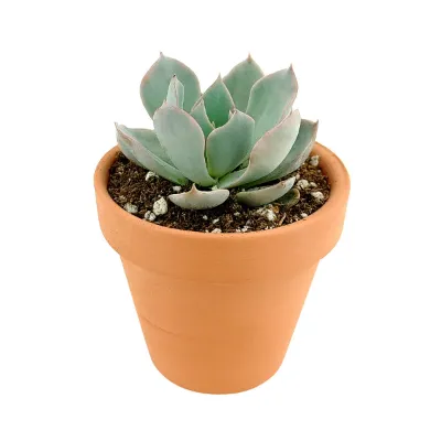 Echeveria