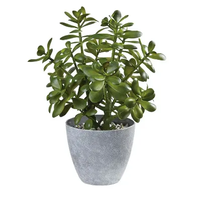 Jade Plant