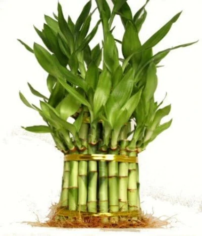 Lucky bamboo