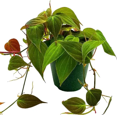 Philodendron