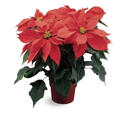 Poinsettia