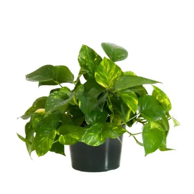 Pothos Plant