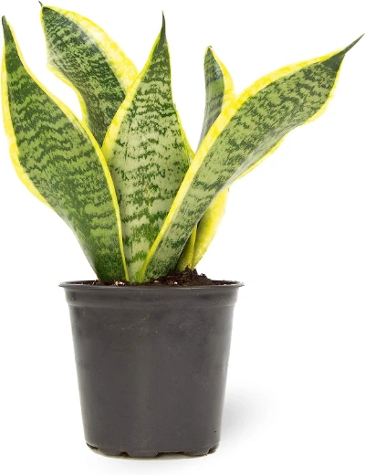 Snake Plant