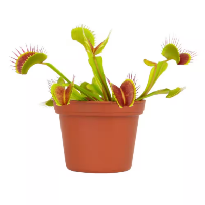 Venus fly trap